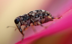 Tropiderini