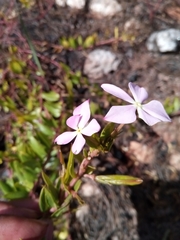 Catharanthus lanceus image