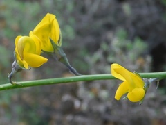 Lebeckia pauciflora