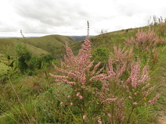 Erica simulans