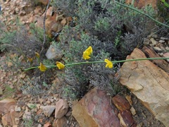 Lebeckia pauciflora