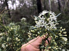 Leionema obtusifolium