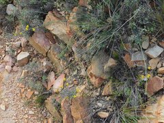 Lebeckia pauciflora