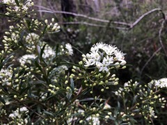 Leionema obtusifolium