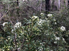 Leionema obtusifolium