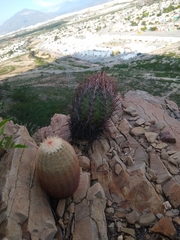 Thelocactus bicolor bicolor