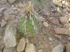 Thelocactus bicolor bicolor