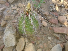 Thelocactus bicolor bicolor