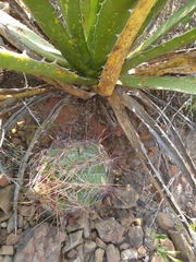Thelocactus bicolor bicolor