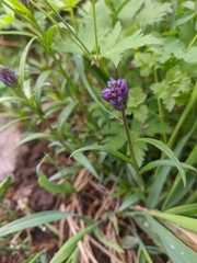 Polygala hybrida