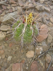 Thelocactus bicolor bicolor