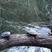 photo of Red-eared Slider (Trachemys scripta elegans)