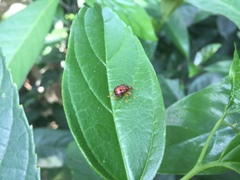 Agomadaranus pardaloides