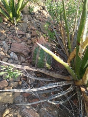 Thelocactus bicolor bicolor