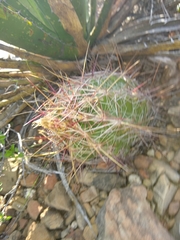 Thelocactus bicolor bicolor