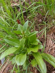 Gentianeae
