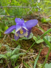 Aquilegia jucunda