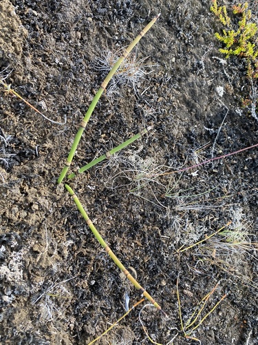 prasličkovka zimná (Equisetum hyemale)