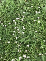 Phyla nodiflora minor