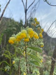 Hermannia hyssopifolia