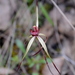Grampians Spider Orchid - Photo (c) Natalie Tapson, some rights reserved (CC BY-NC-SA)