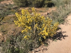Acacia notabilis