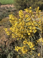 Acacia notabilis