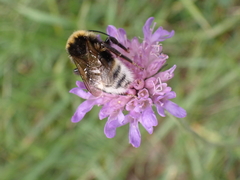 Bombus vestalis