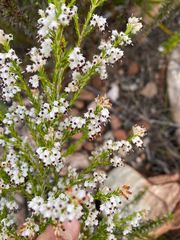 Erica simulans