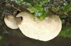 Panellus luxfilamentus