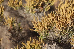 Tecticornia pergranulata