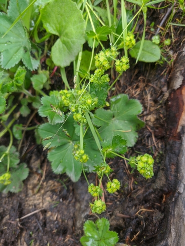 Alchemilla pachyphylla
