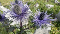 Eryngium alpinum