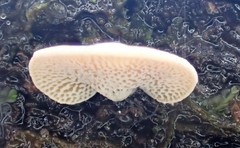 Panellus luxfilamentus
