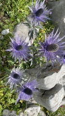 Eryngium alpinum