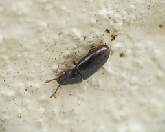 Pharaxonotha kirschii