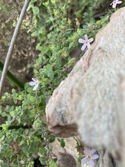 Chaenostoma cordatum