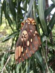 Citheronia brissotii