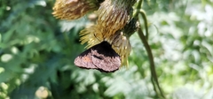 Erebia euryale
