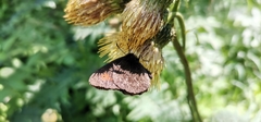 Erebia euryale
