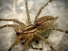 Agelenopsis