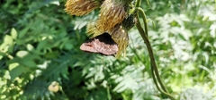 Erebia euryale