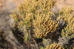 Tecticornia pergranulata