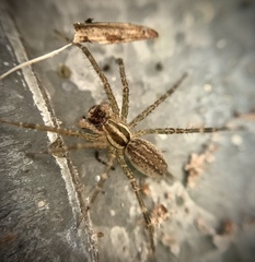 Agelenopsis