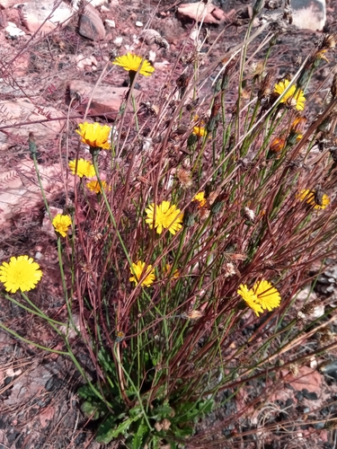 Taraxacum image