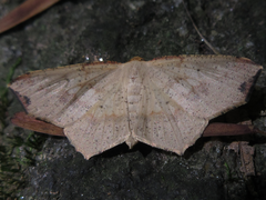 Pareclipsis gracilis