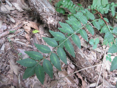 Zanthoxylum piperitum