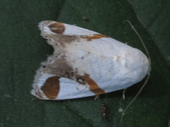 Sphragifera biplagiata