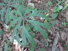 Syneilesis palmata