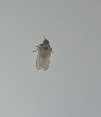 Cixiinae